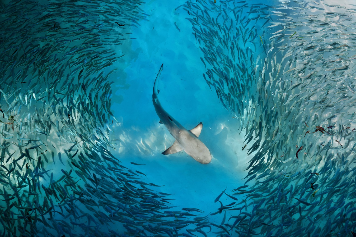 PADI AWARE (Asia Pacific) Foundation