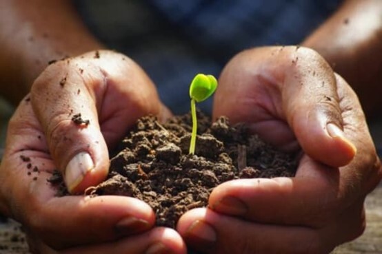 Mustard Seed Global Limited